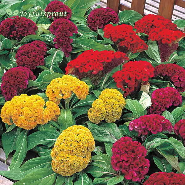 Armor Mix Celosia Seeds