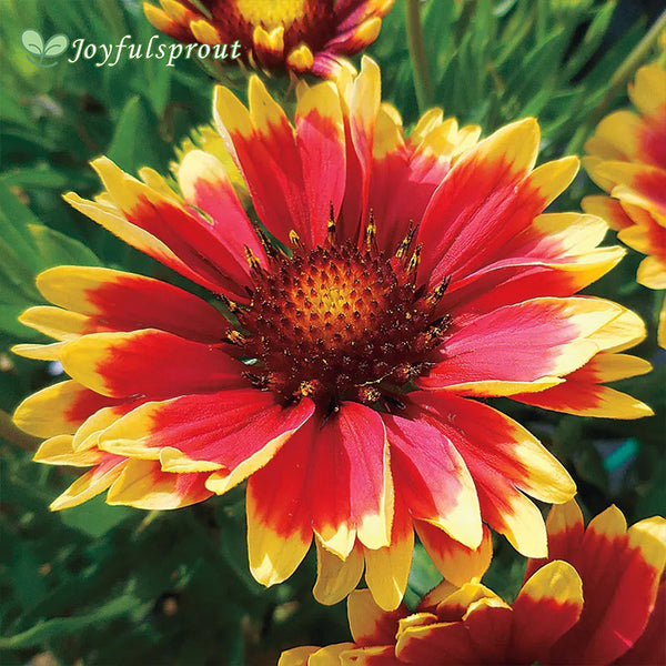 Sunset Cutie Blanket Flower Seeds