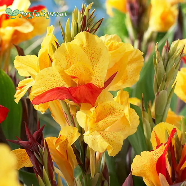 Canna 'Cleopatra' Seeds