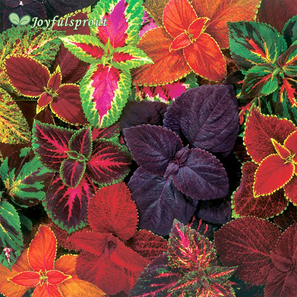 Giant Exhibition Complete Mix Coleus Heirloom Seeds
