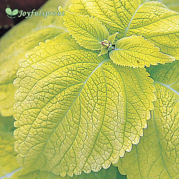 Giant Exhibition Limelight Coleus Seeds