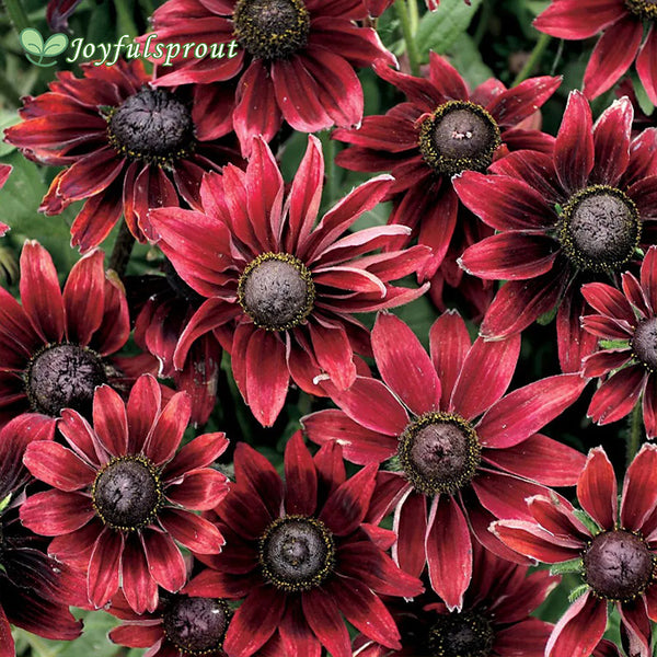 'Cherry Brandy' Rudbeckia Seeds