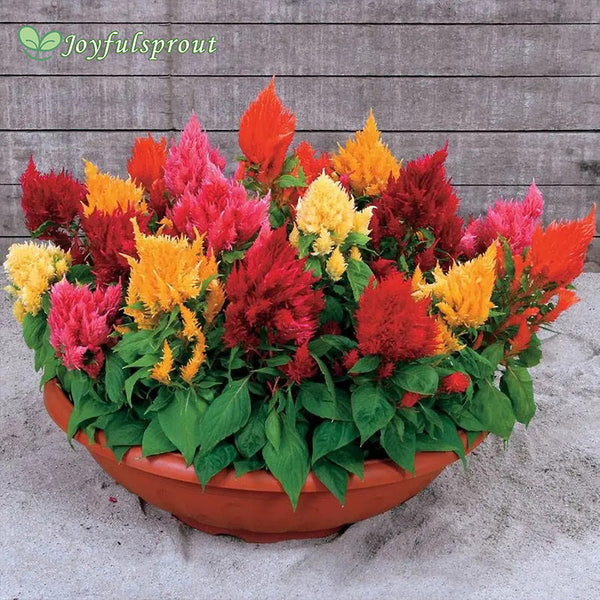 Rainbow Sherbert Celosia Seeds