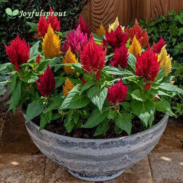 Kimono Mix Celosia Seeds