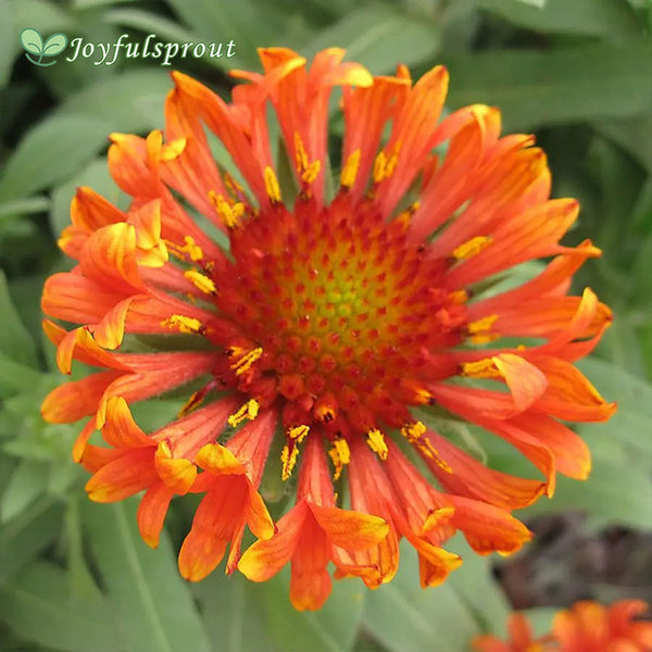 Gaillardia REALFLOR 'Fanfare Blaze' Seeds