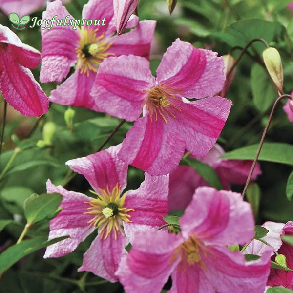 Clematis Pink Mink Seeds