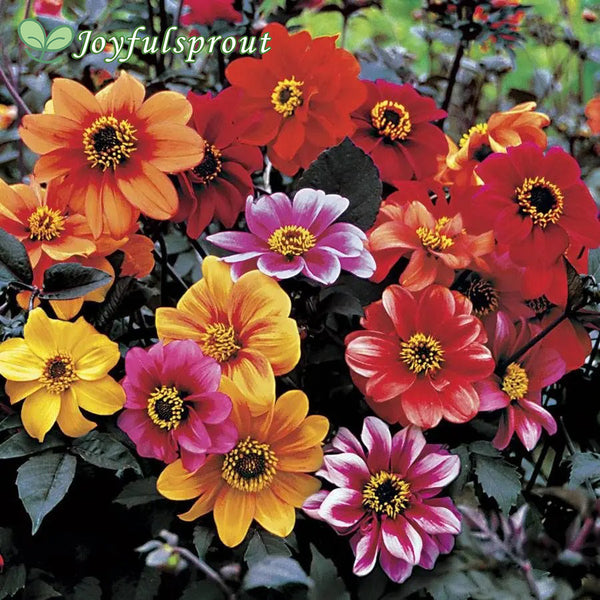 Bishop's Children Dahlia Seeds