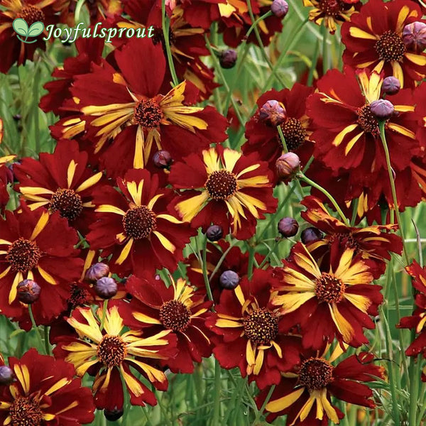 Roulette Coreopsis Seeds
