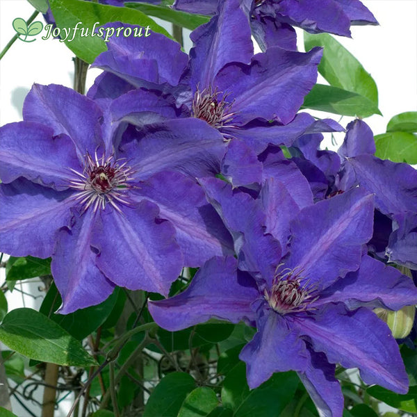 Clematis 'The President' Seeds