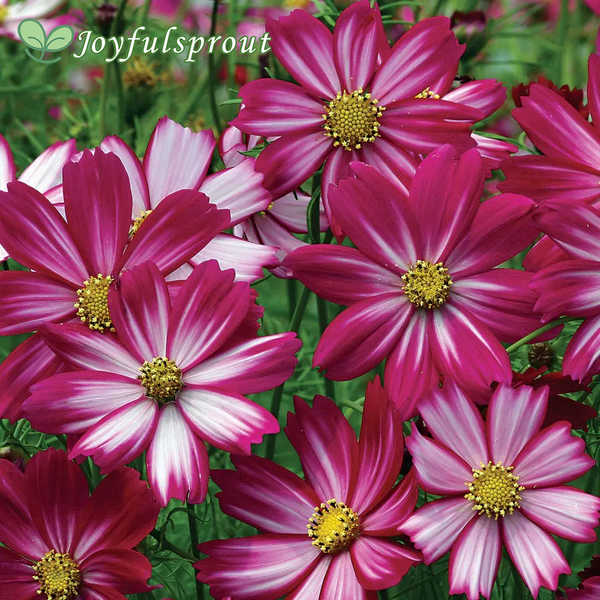Peppermint Candy Cosmos Seeds