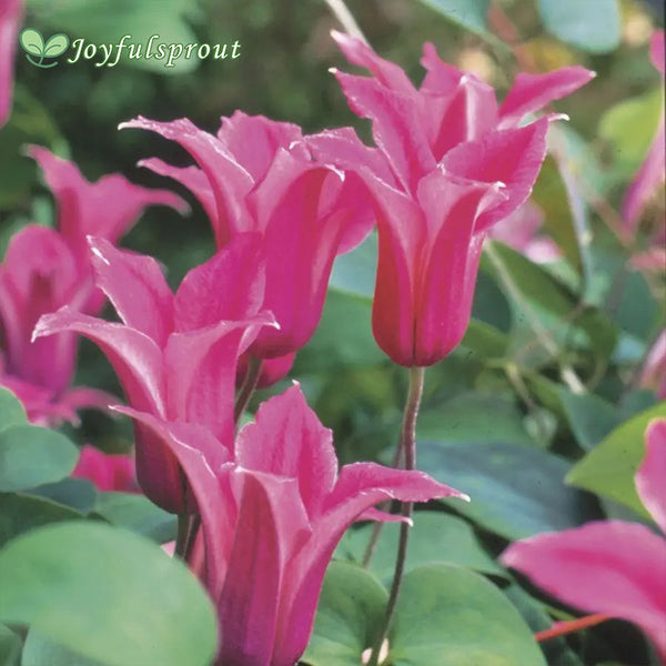 Princess Diana Clematis Seeds