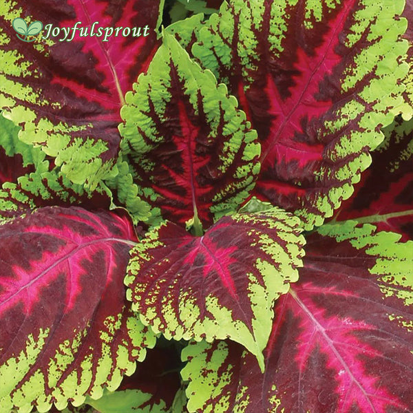Kong Mosaic Premium Shade Coleus Seeds