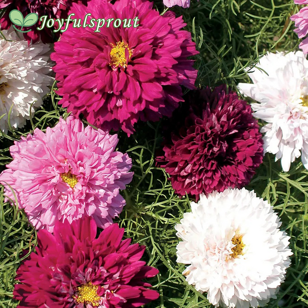 Double Click Mix Cosmos Flower Seeds