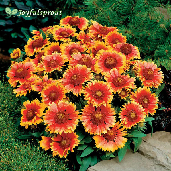 Arizona Sun Blanket Flower Seeds