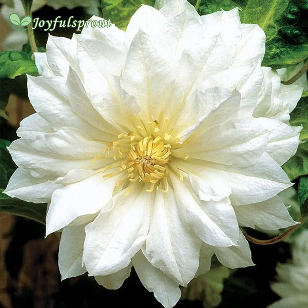 Clematis 'Duchess of Edinburgh' Seeds