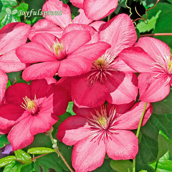 Clematis 'Comtesse de Bouchard' Seeds