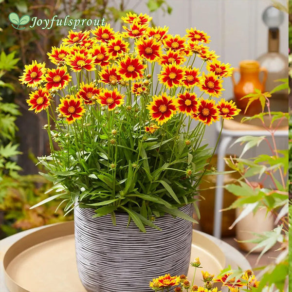 Coreopsis Solar Jewel Tickseed Seeds