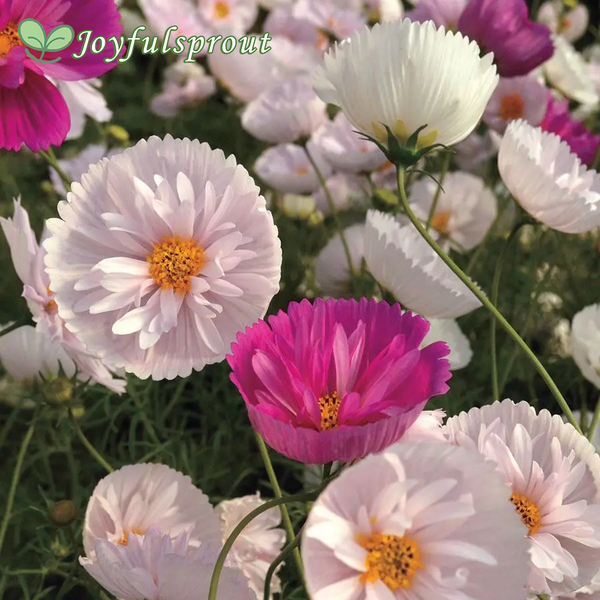 Cosmos bipinnatus 'Cupcakes and Saucers Mix' Seeds
