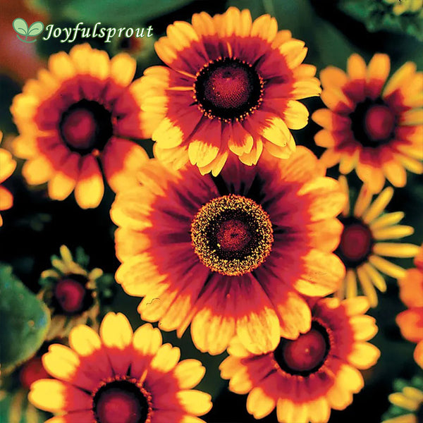 Toto Rustic Rudbeckia Seeds