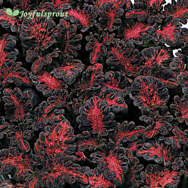Black Dragon Coleus Seeds