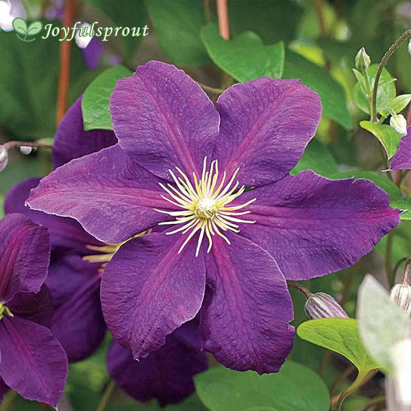 Clematis 'Jackmanii' Seeds