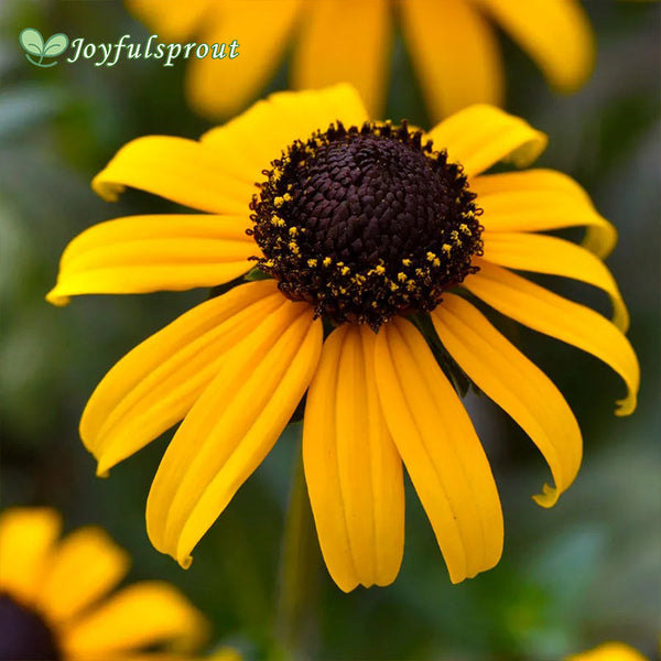 Goldblitz Rudbeckia Seeds