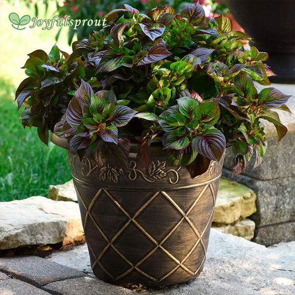 Sol Gekko Green Celosia Seeds