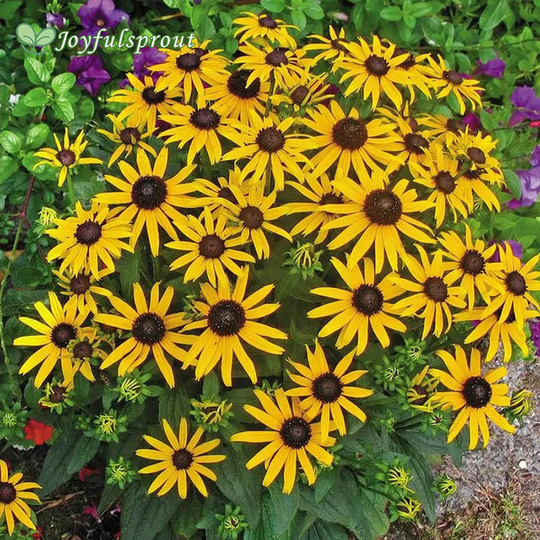 Rudbeckia 'Little Goldstar' Seeds