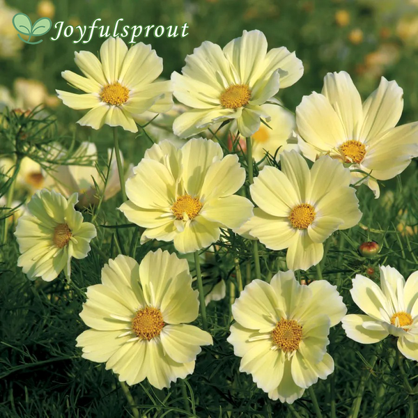 Xanthos Cosmos Seeds