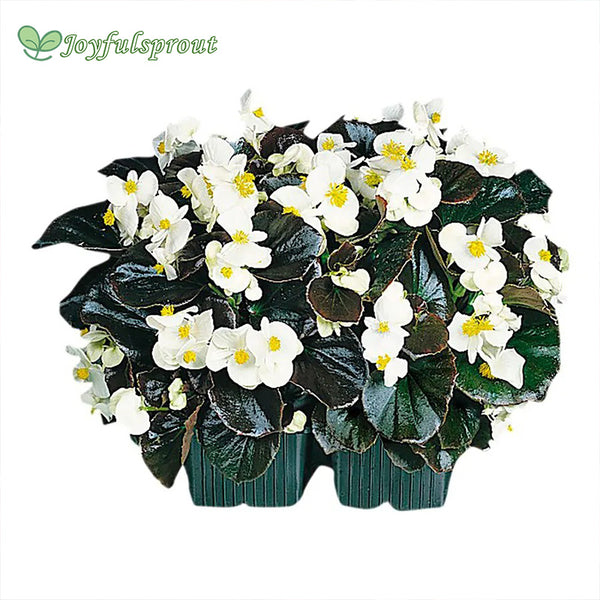 Cocktail Whisky Begonia Seeds