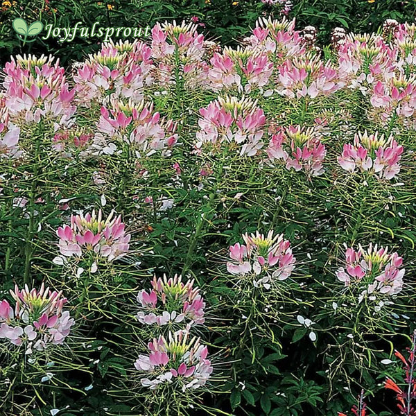 Sparkler Blush Spider Flower Seeds
