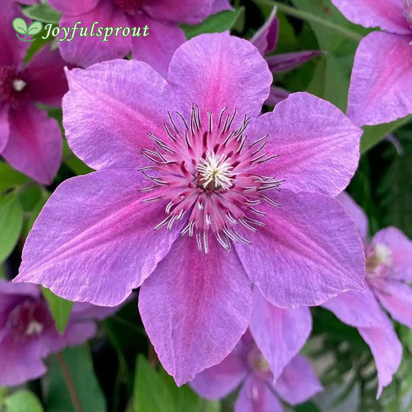 Clematis 'Adam's Courage' Seeds