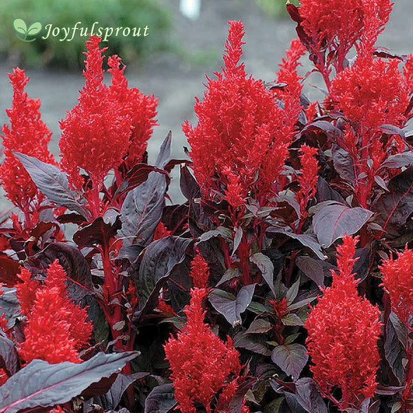 China Town Celosia Seeds