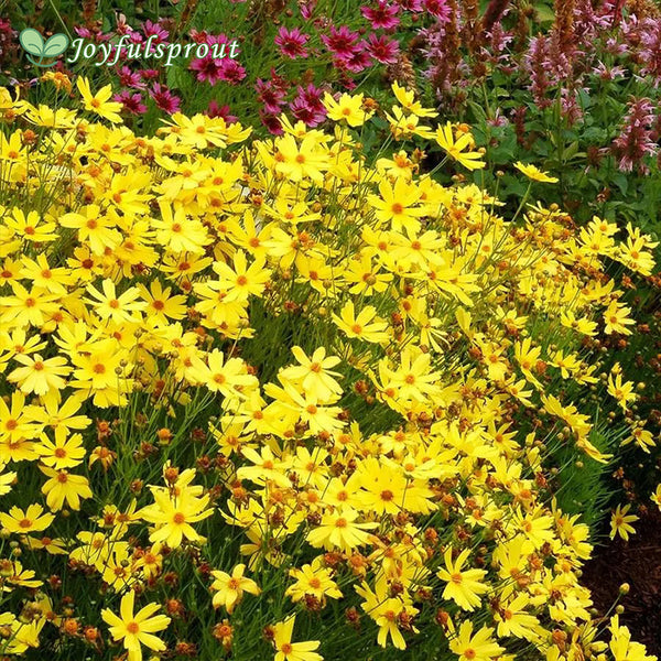 Coreopsis 'Citrine' Seeds