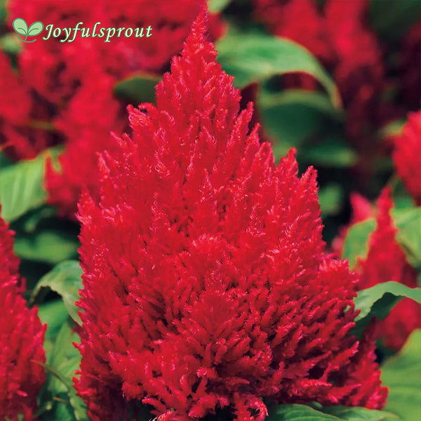 First Flame Red Celosia Seeds