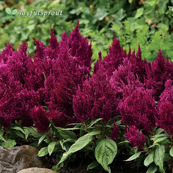 First Flame Purple Celosia Seeds
