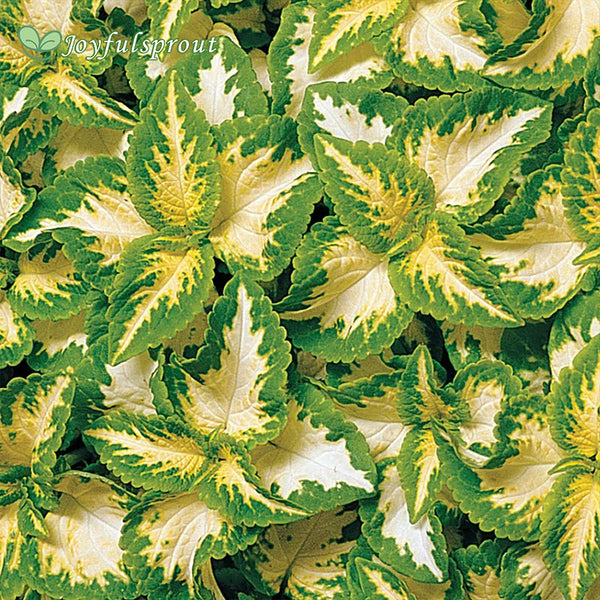 Wizard Jade Coleus Seeds