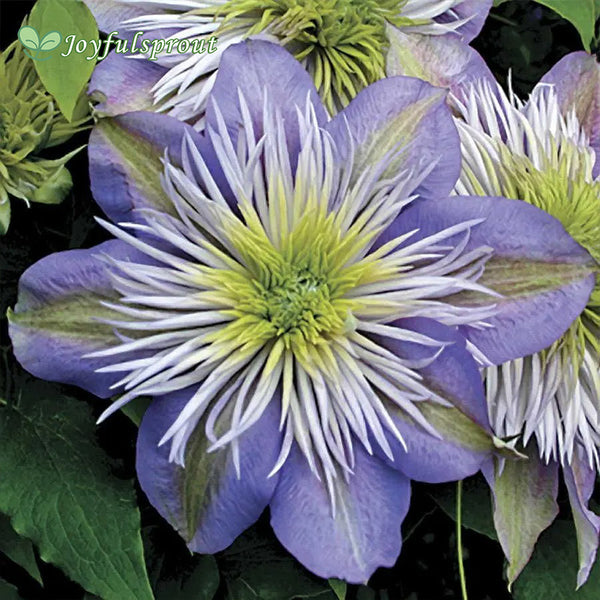 Crystal Fountain Clematis Seeds