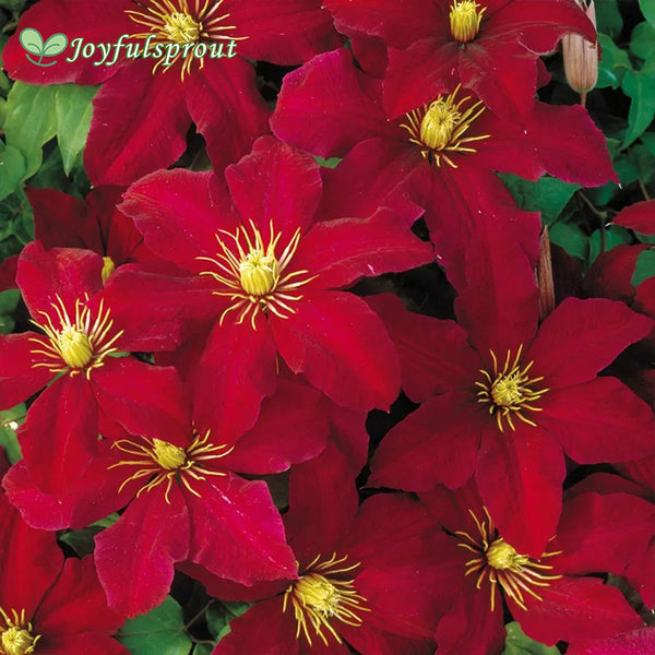 Niobe Clematis Seeds