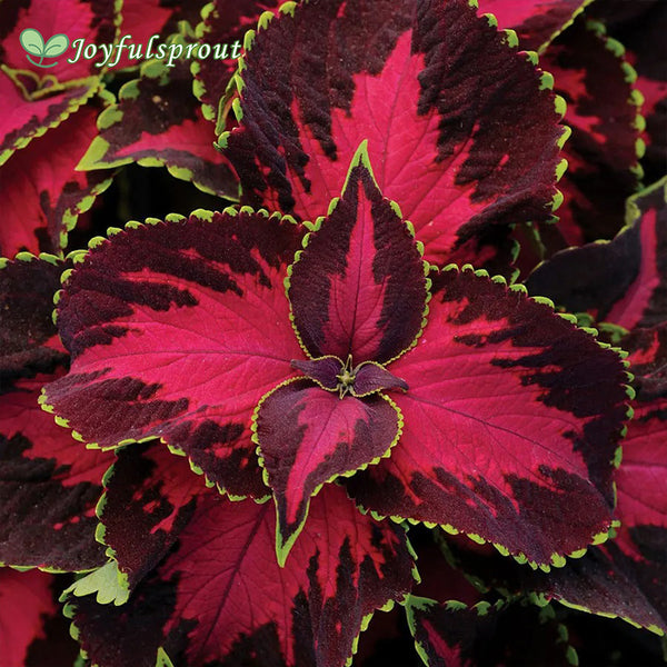 Chocolate Covered Cherry Coleus Seeds