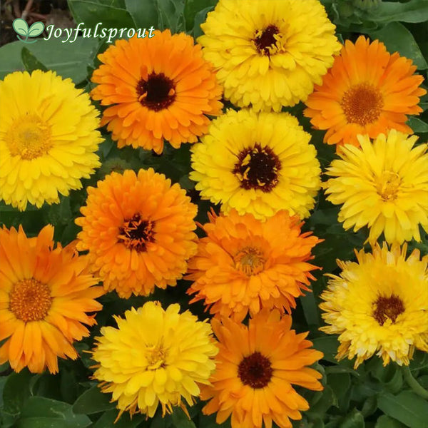 'Pacific Beauty Mix' Calendula Seeds