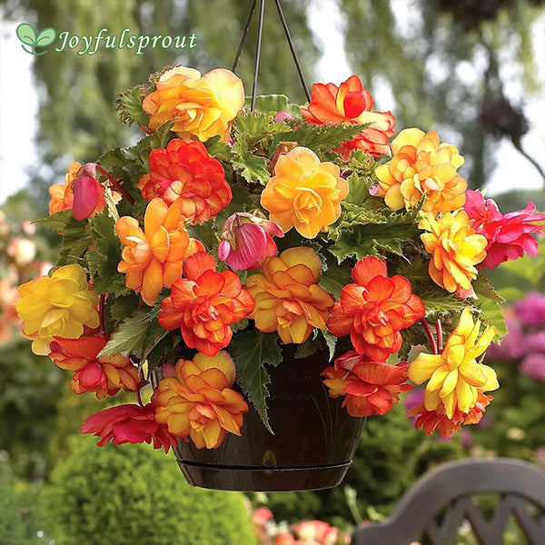 Begonia 'Golden Balcony' Seeds