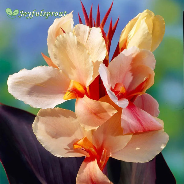 Canna 'Angel Martin' Seeds