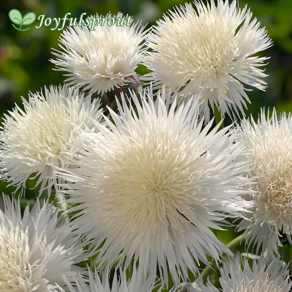 The Bride Cornflower Seeds