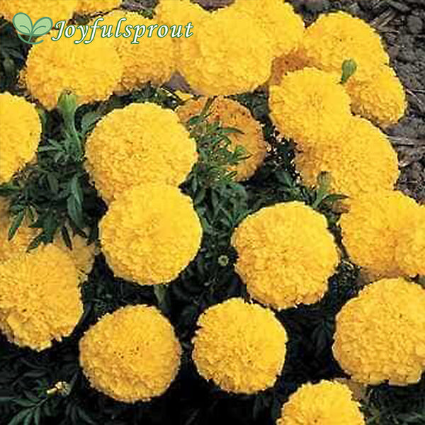 Inca Yellow Hybrid Marigold Seeds