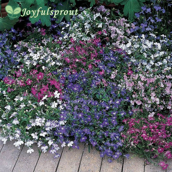 Riviera Mixture Lobelia Seeds