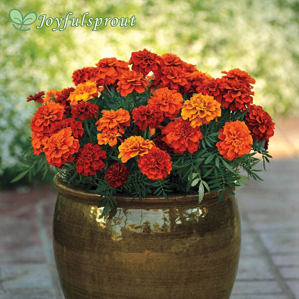 Fireball Marigold Seeds