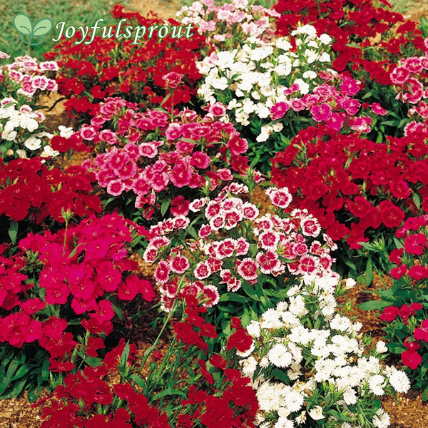 Telstar Mix Hybrid Dianthus Seeds