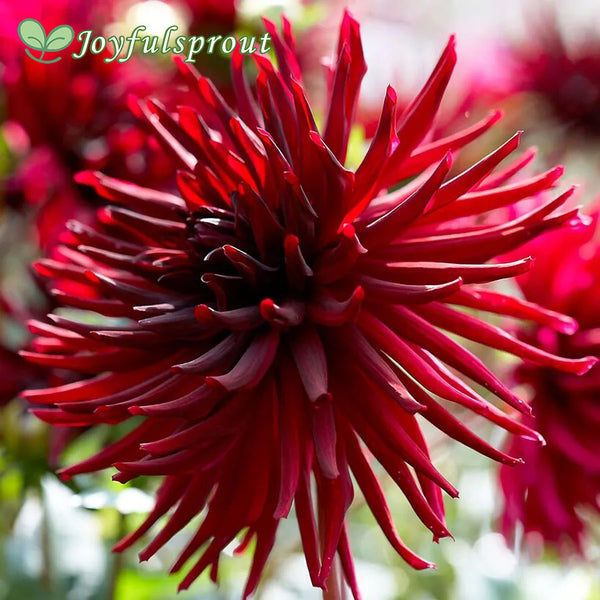 Dahlia 'Black Narcissus' Seeds