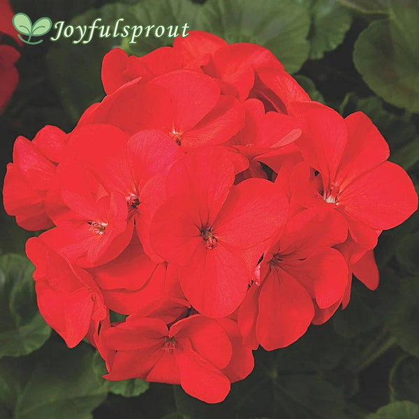 Maverick Red Hybrid Geranium Seeds